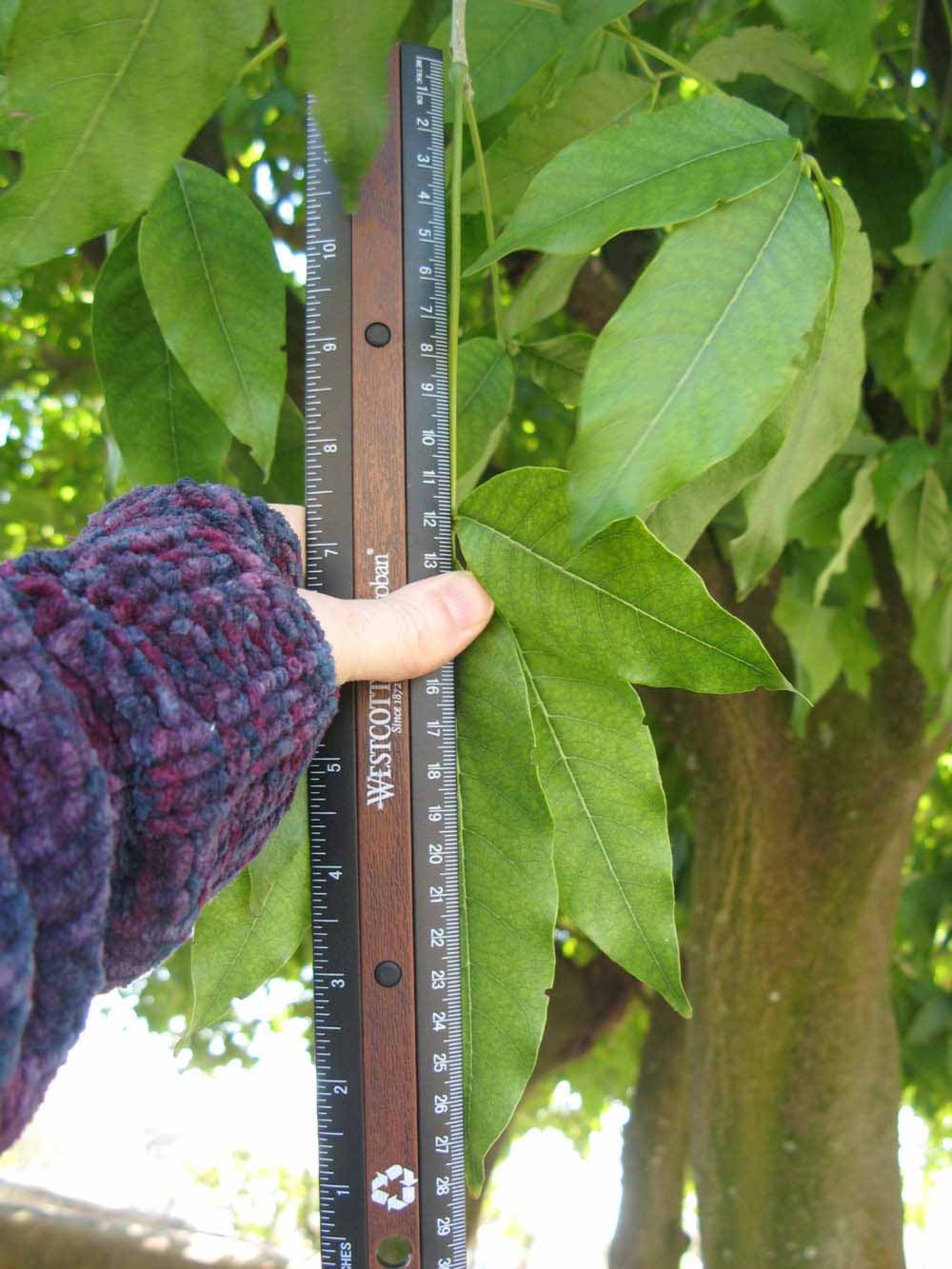              Compound leaf (Winter Haven, FL)       